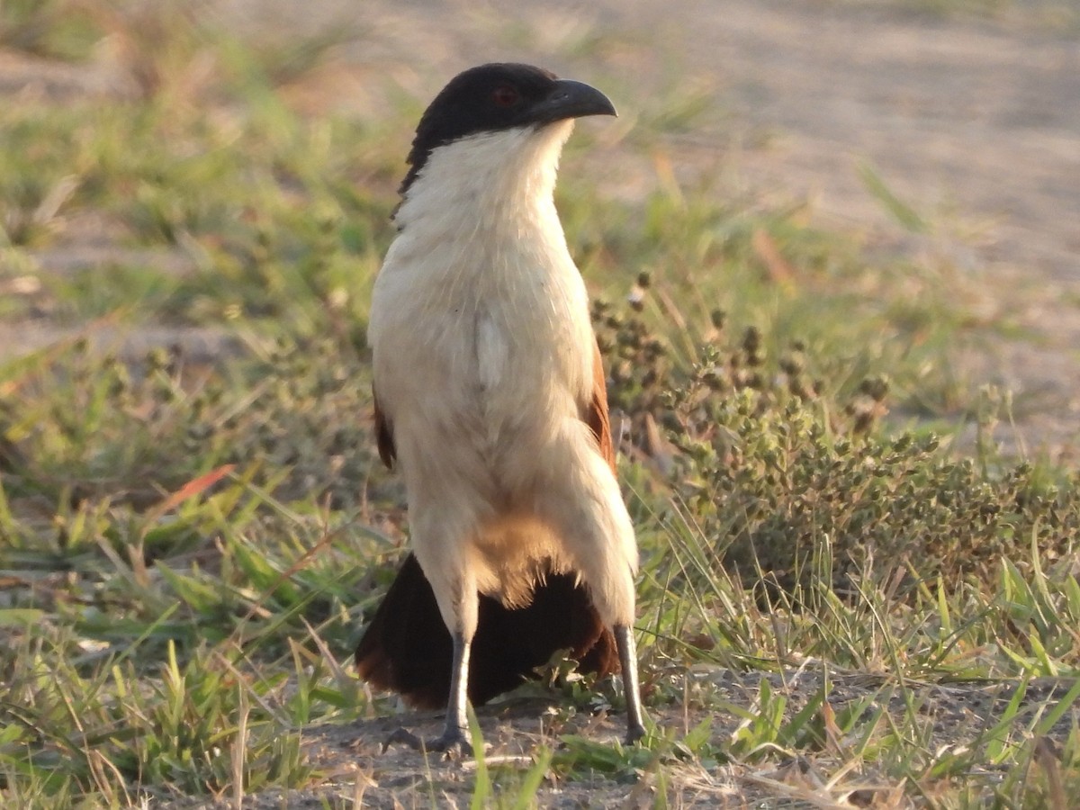 Coucal des papyrus - ML641036744