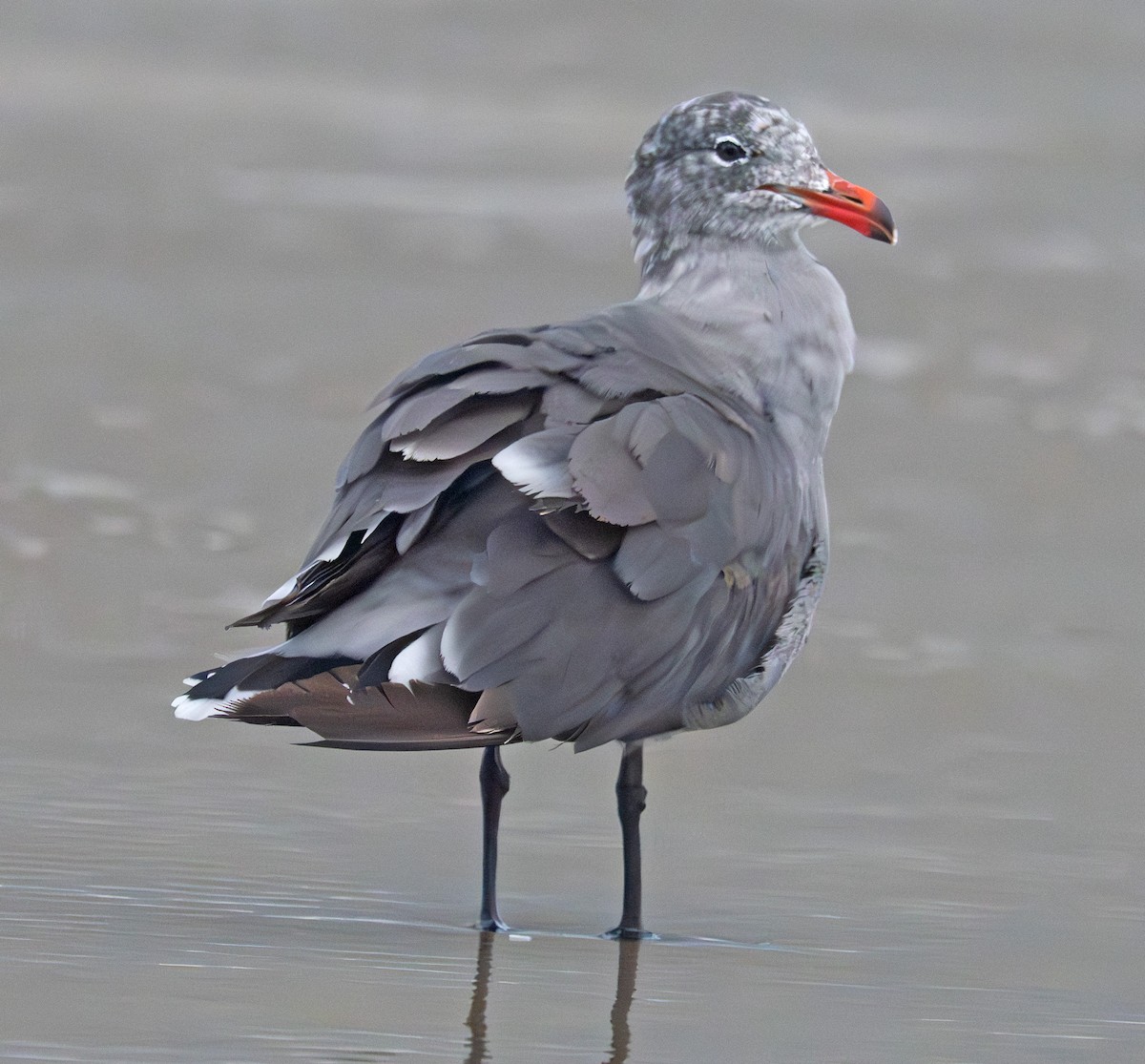 Heermann's Gull - ML641036752