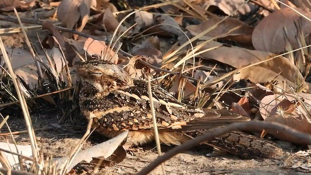 Square-tailed Nightjar - ML641036764
