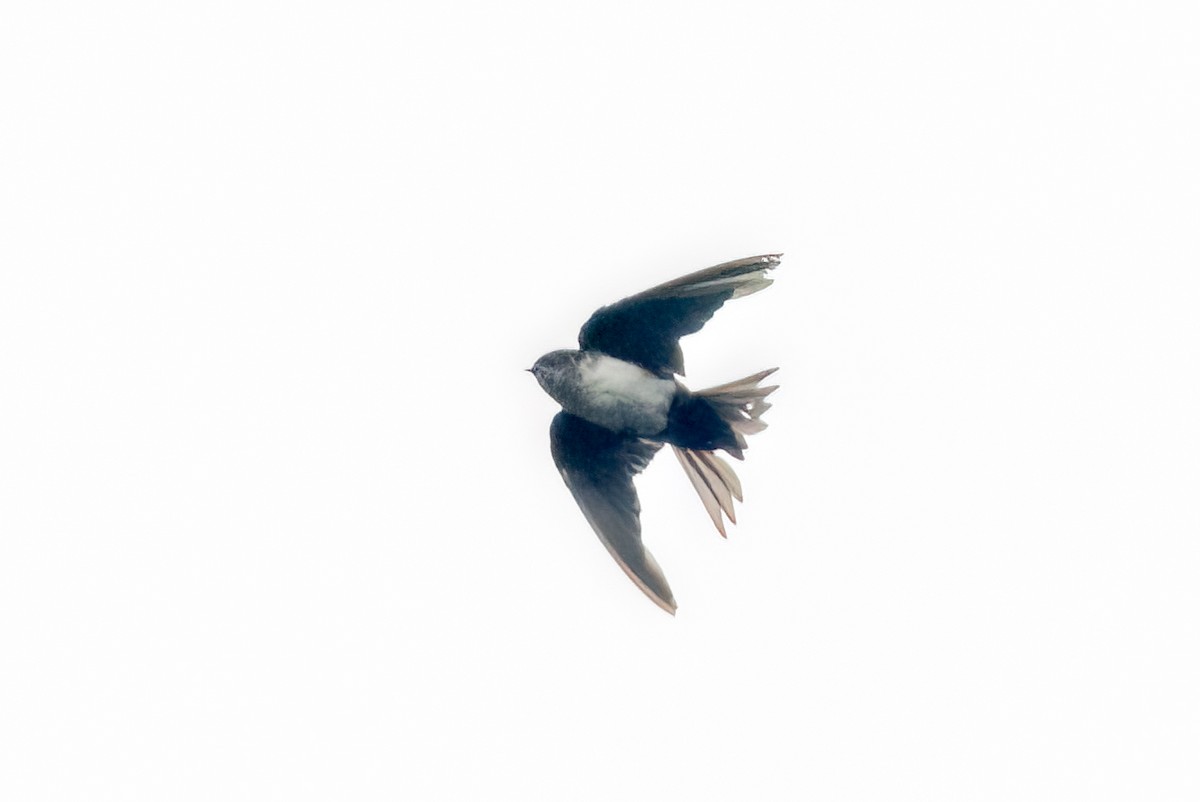 Black-capped Swallow - ML641036772