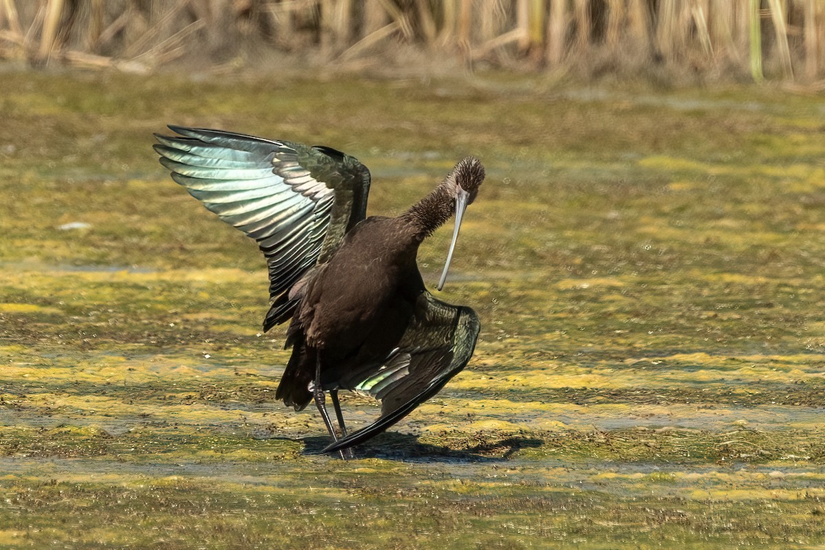 White-faced Ibis - ML641036786