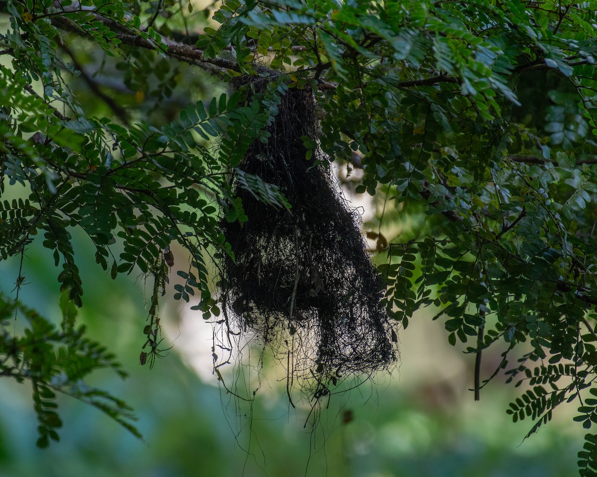 Yellow-olive Flatbill - ML641036798