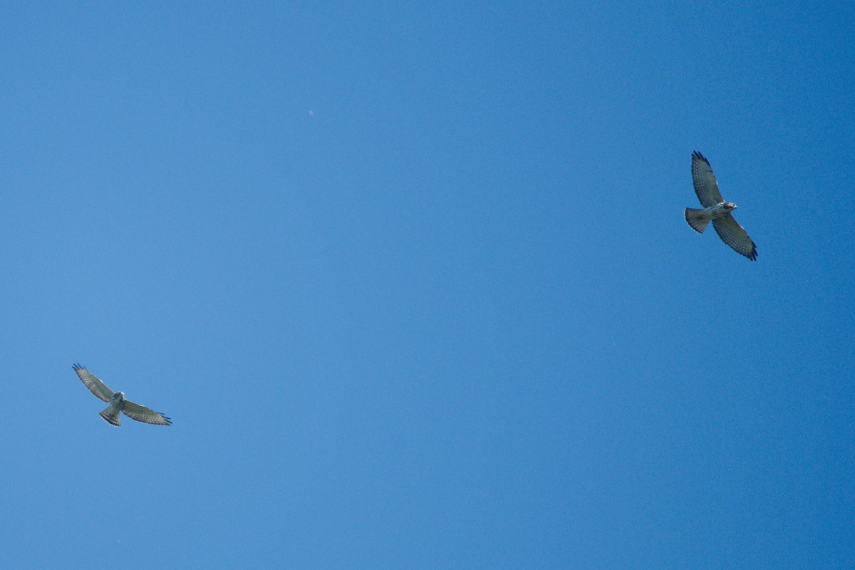 Broad-winged Hawk - ML641036817