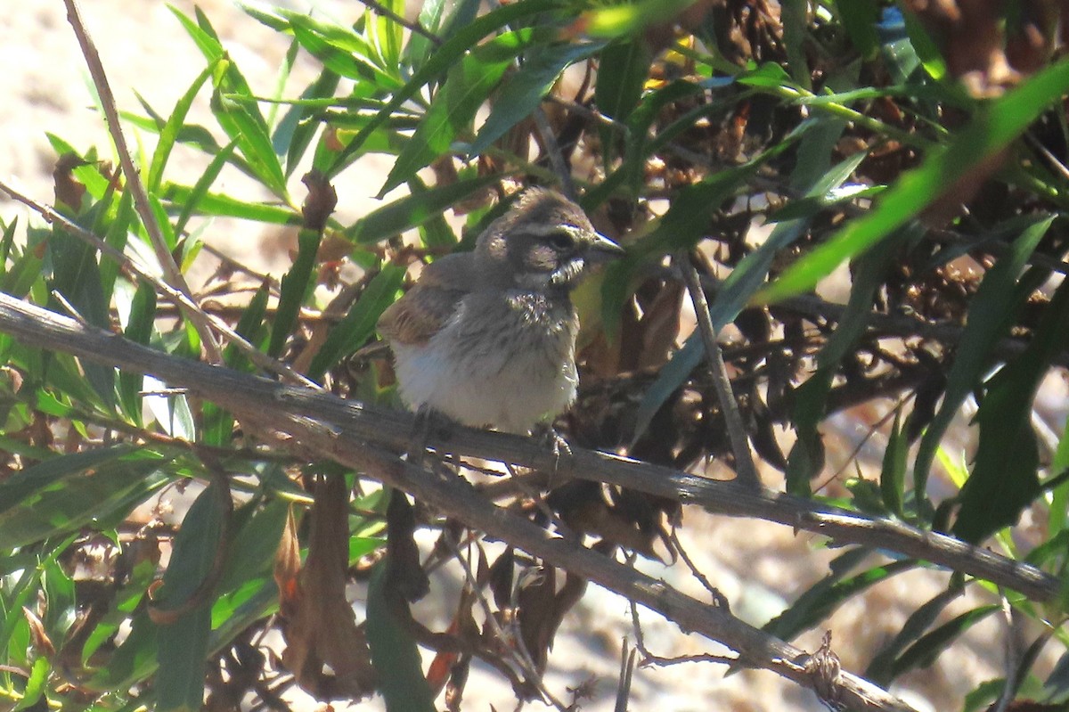 Black-throated Sparrow - ML641036825