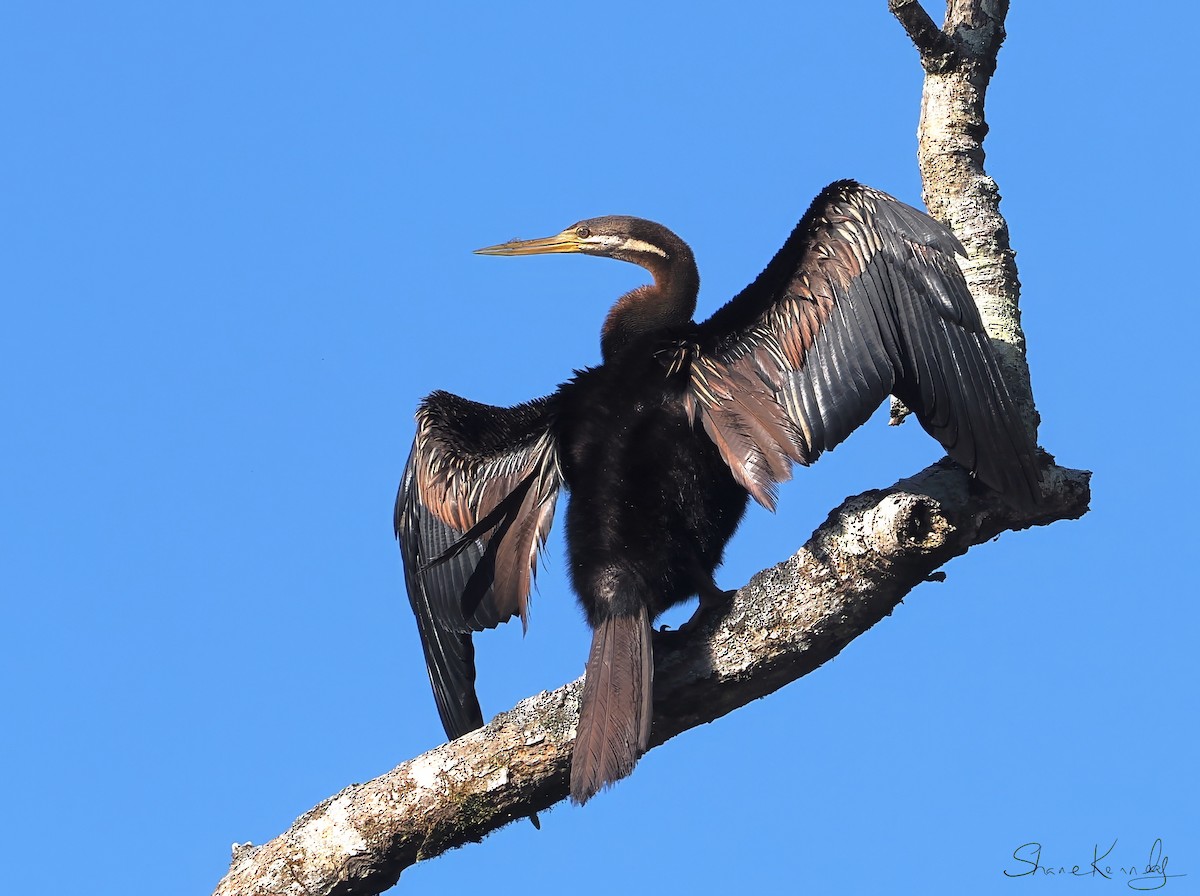 Austral-Schlangenhalsvogel - ML641036854