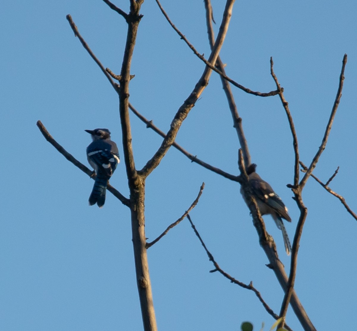 Blue Jay - ML641036855