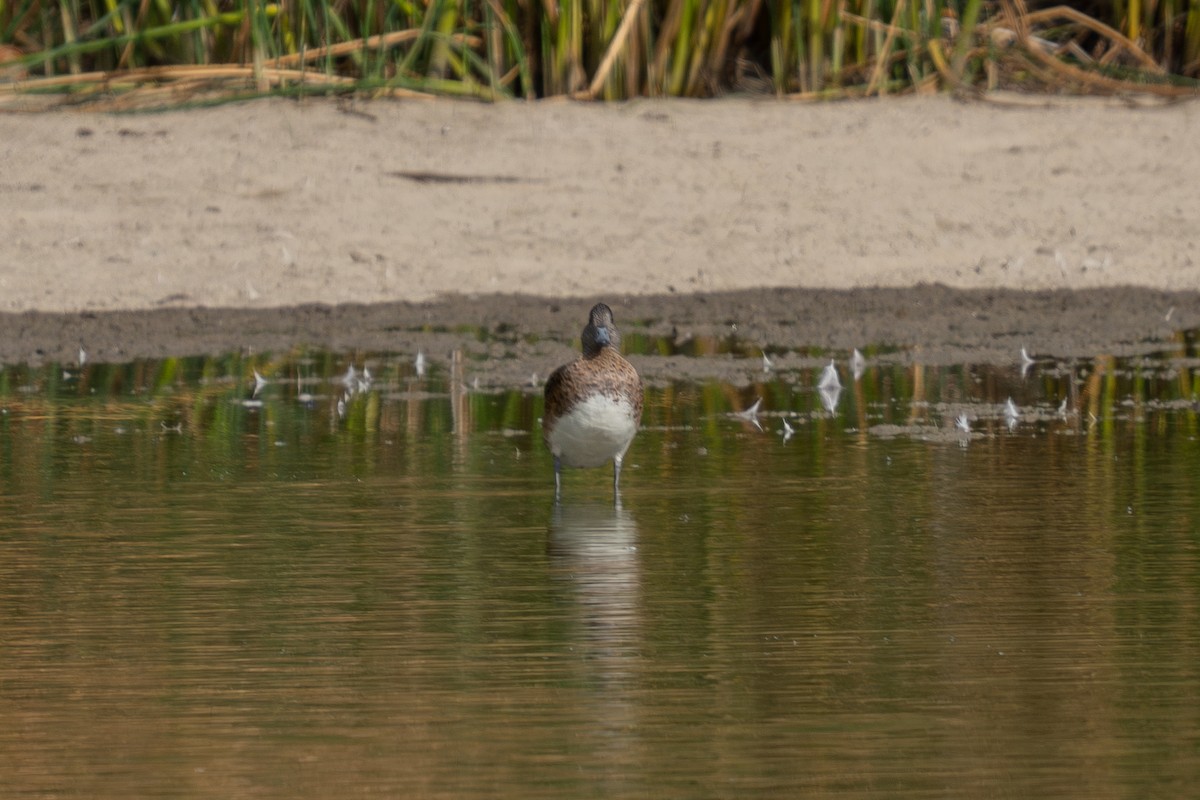 American Wigeon - ML641036872