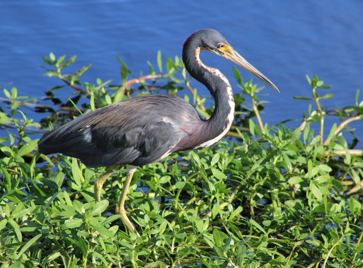 Tricolored Heron - ML641036890
