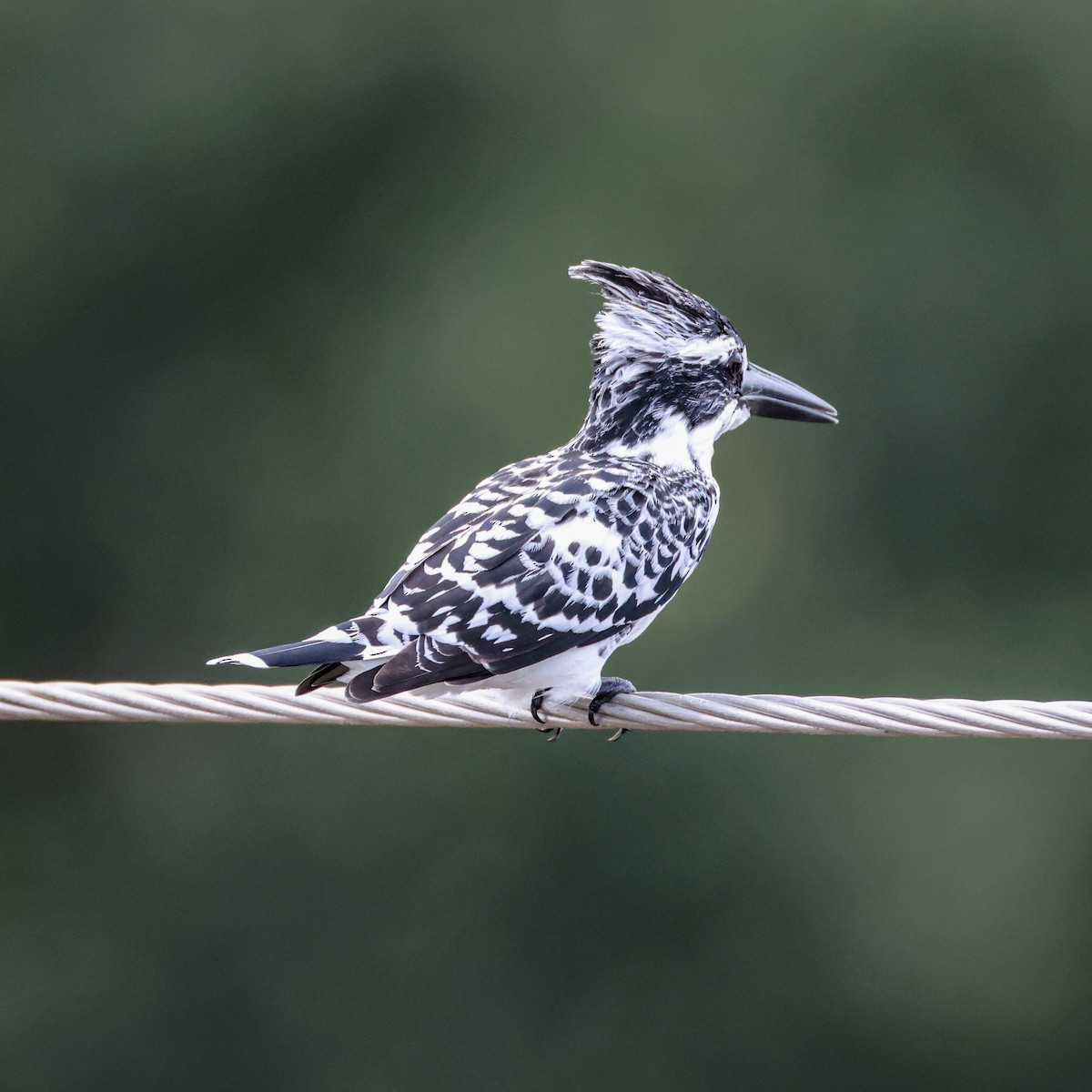 Pied Kingfisher - ML641036899