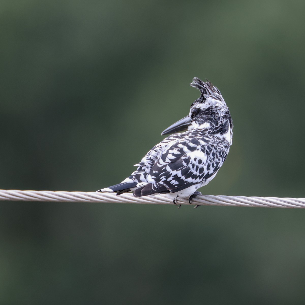 Pied Kingfisher - ML641036900