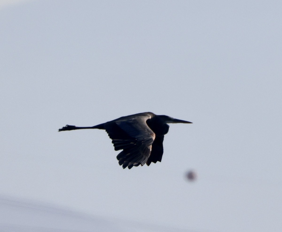 Great Blue Heron - ML641036902