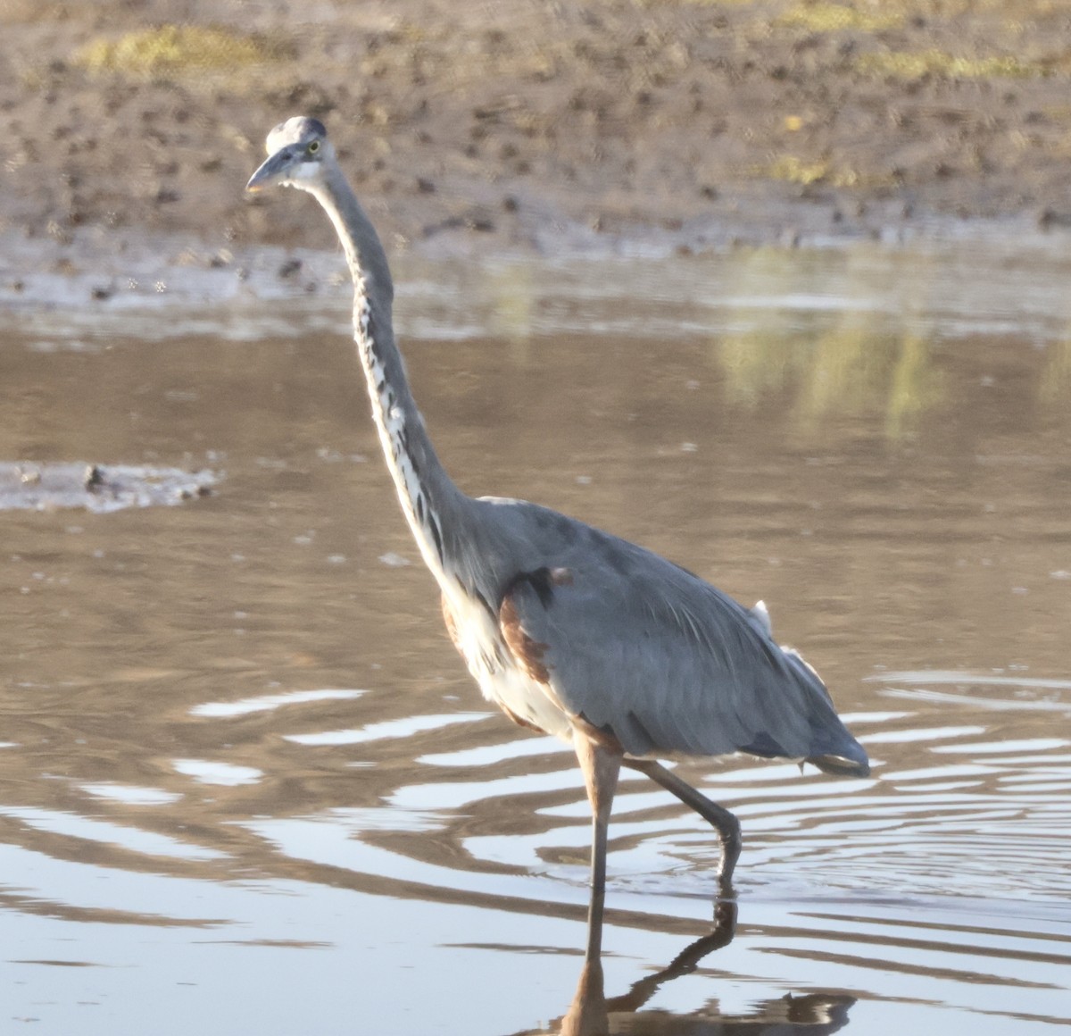 Great Blue Heron - ML641036909