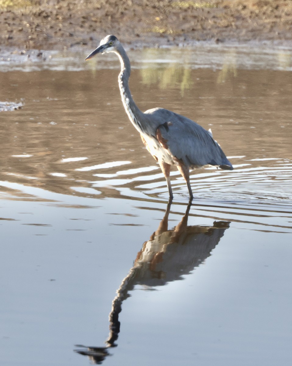 Great Blue Heron - ML641036910