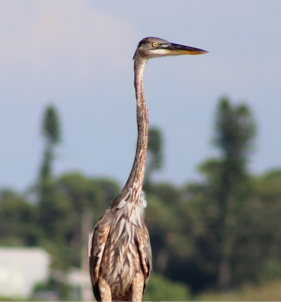 Great Blue Heron - ML641036914