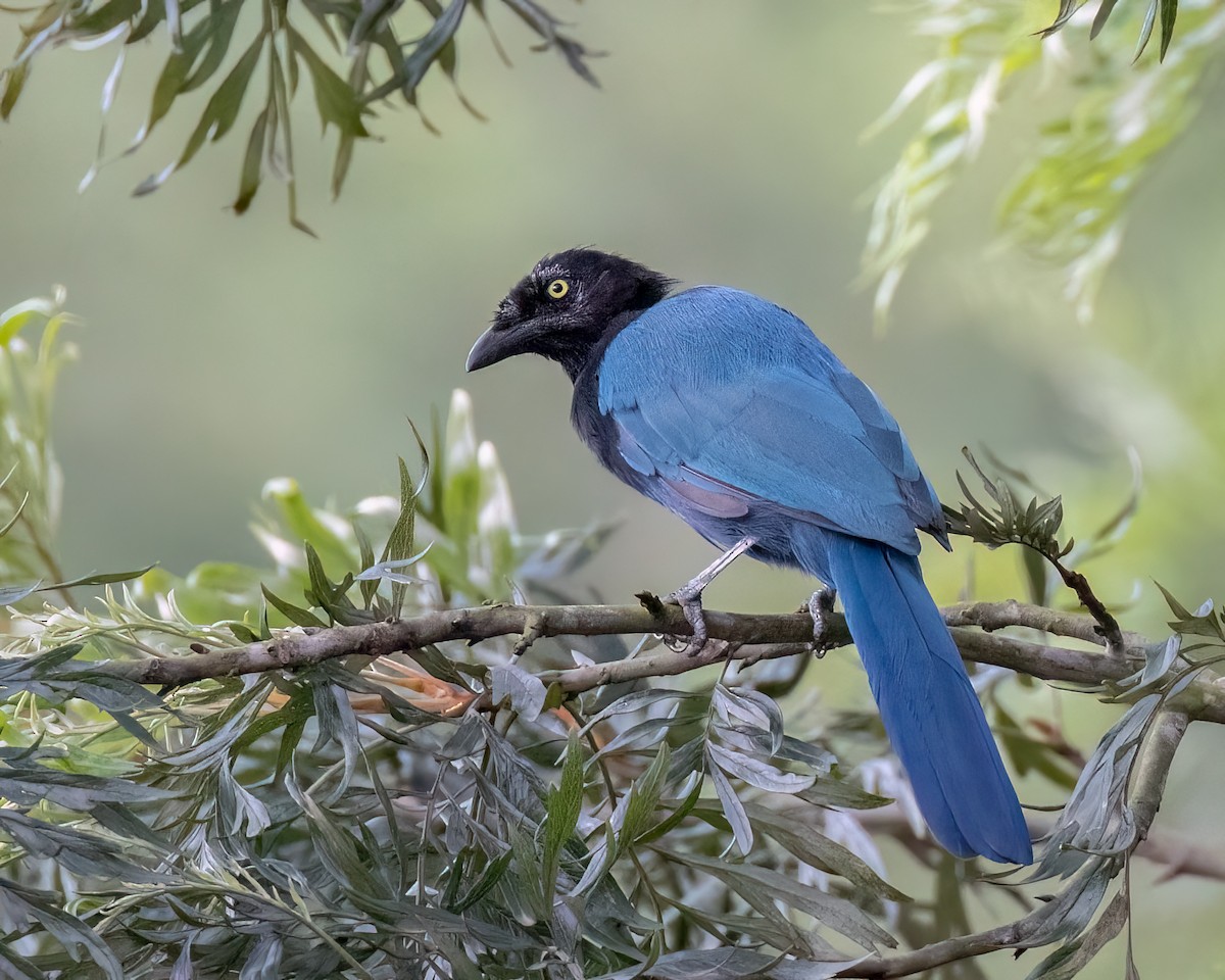 Bushy-crested Jay - ML641036921