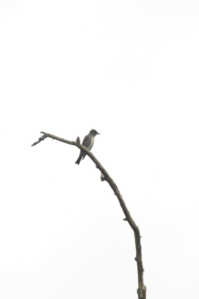 Olive-sided Flycatcher - ML641036934