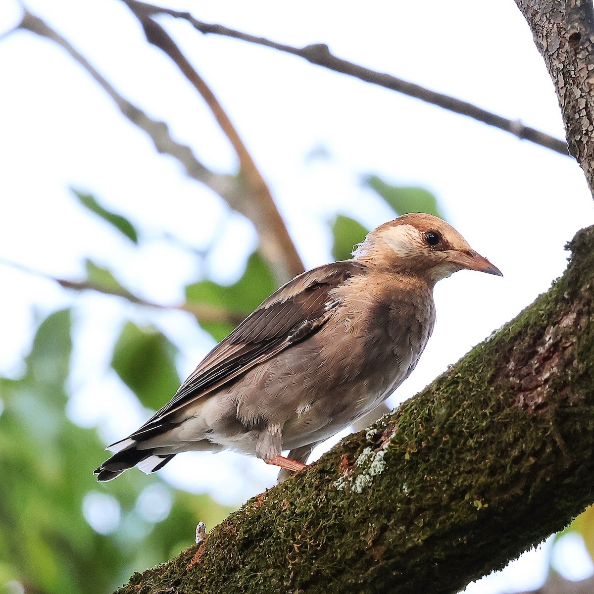 White-cheeked Starling - ML641036959