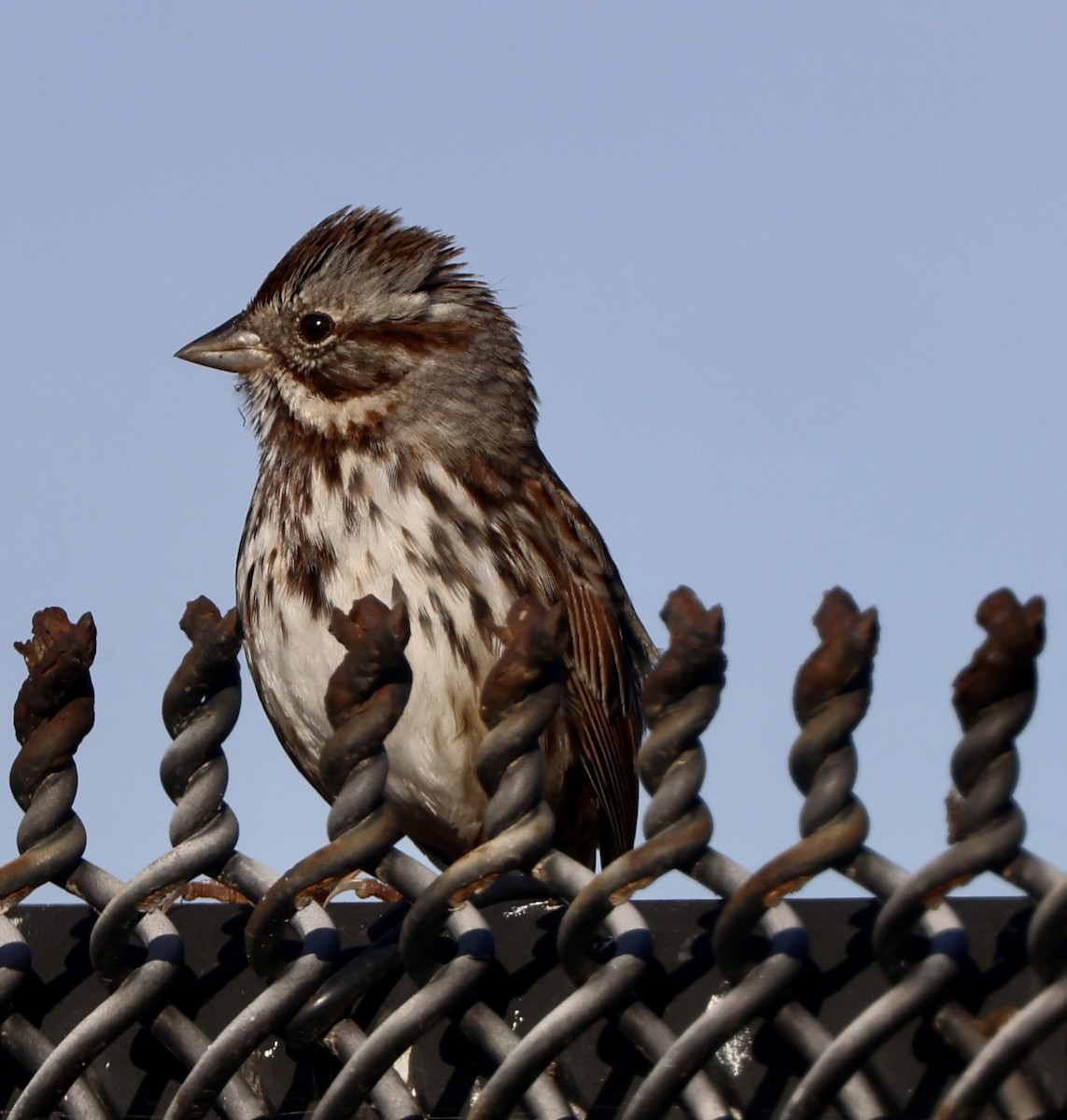 Song Sparrow - ML641036961