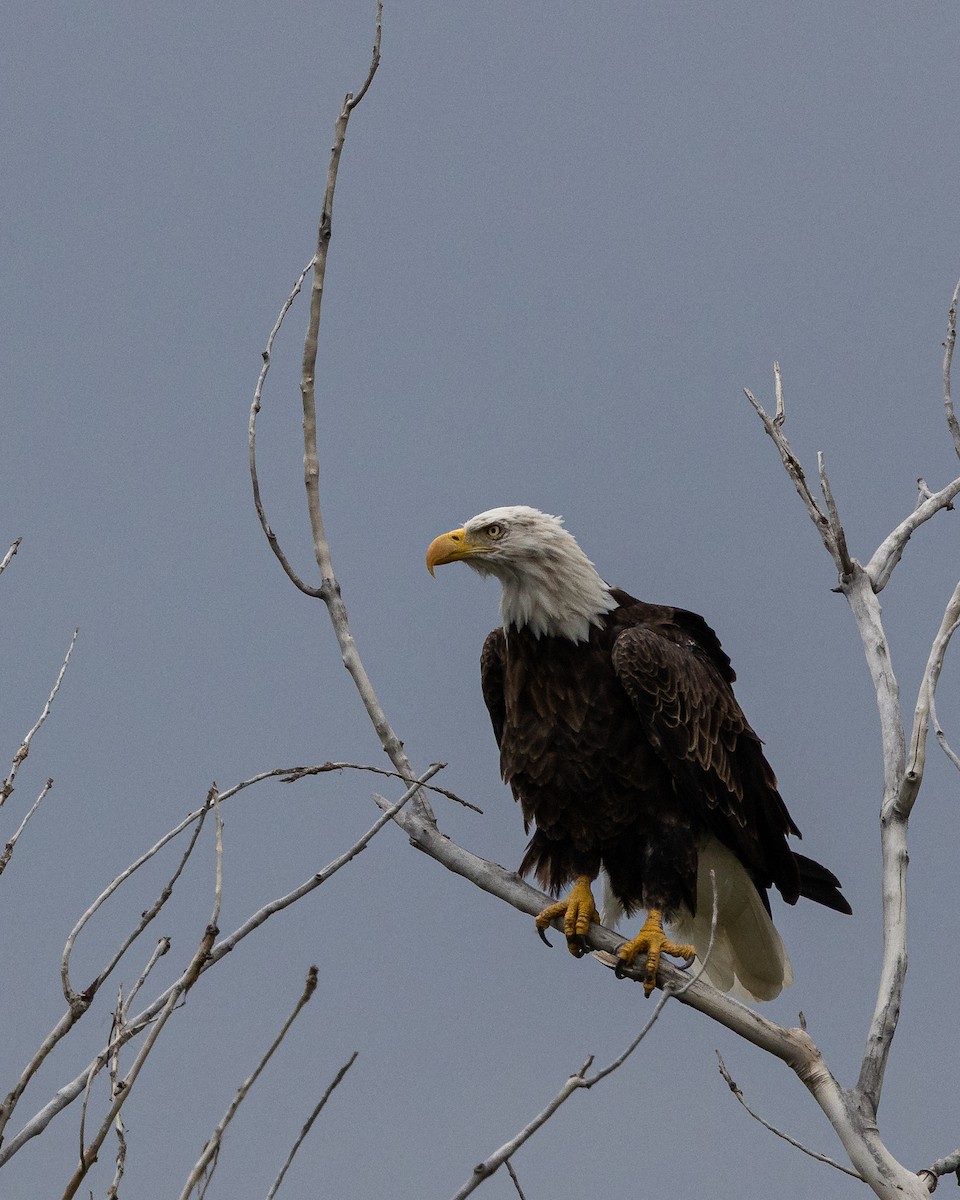 Bald Eagle - ML641036968