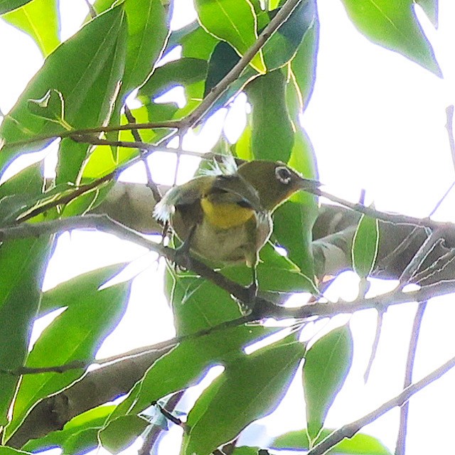Japanbrillenvogel - ML641036971