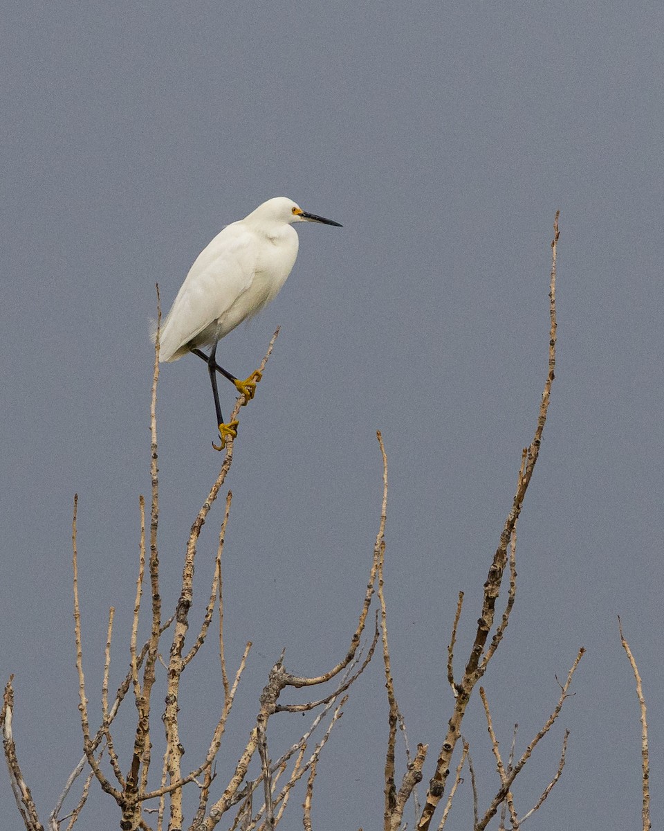 Snowy Egret - ML641036973