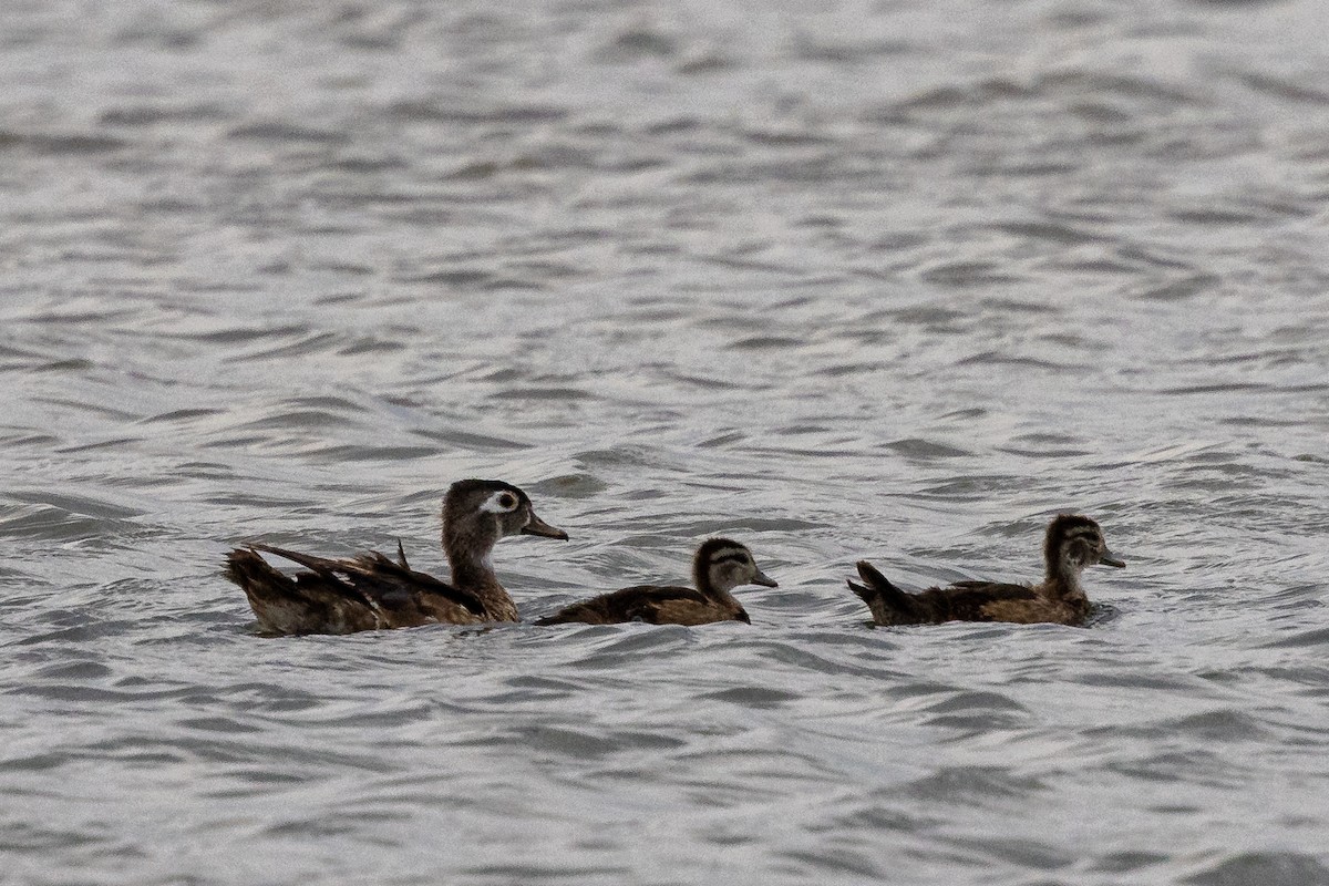 Wood Duck - ML641036981
