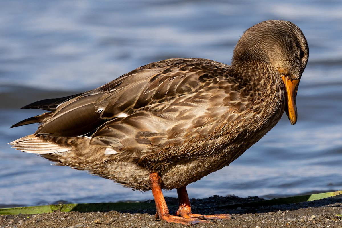 Mallard - ML641036995