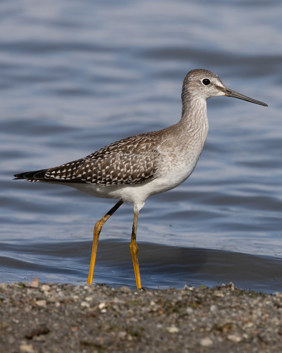 Lesser Yellowlegs - ML641037002