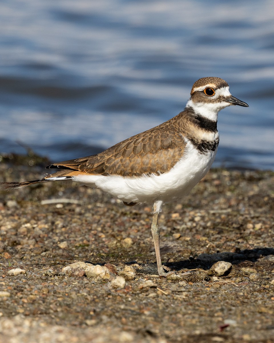 Killdeer - ML641037005