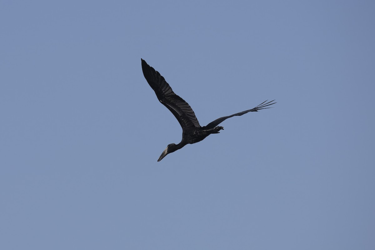 African Openbill - ML641037007