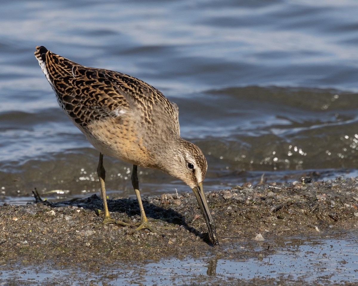 Short-billed Dowitcher - ML641037008
