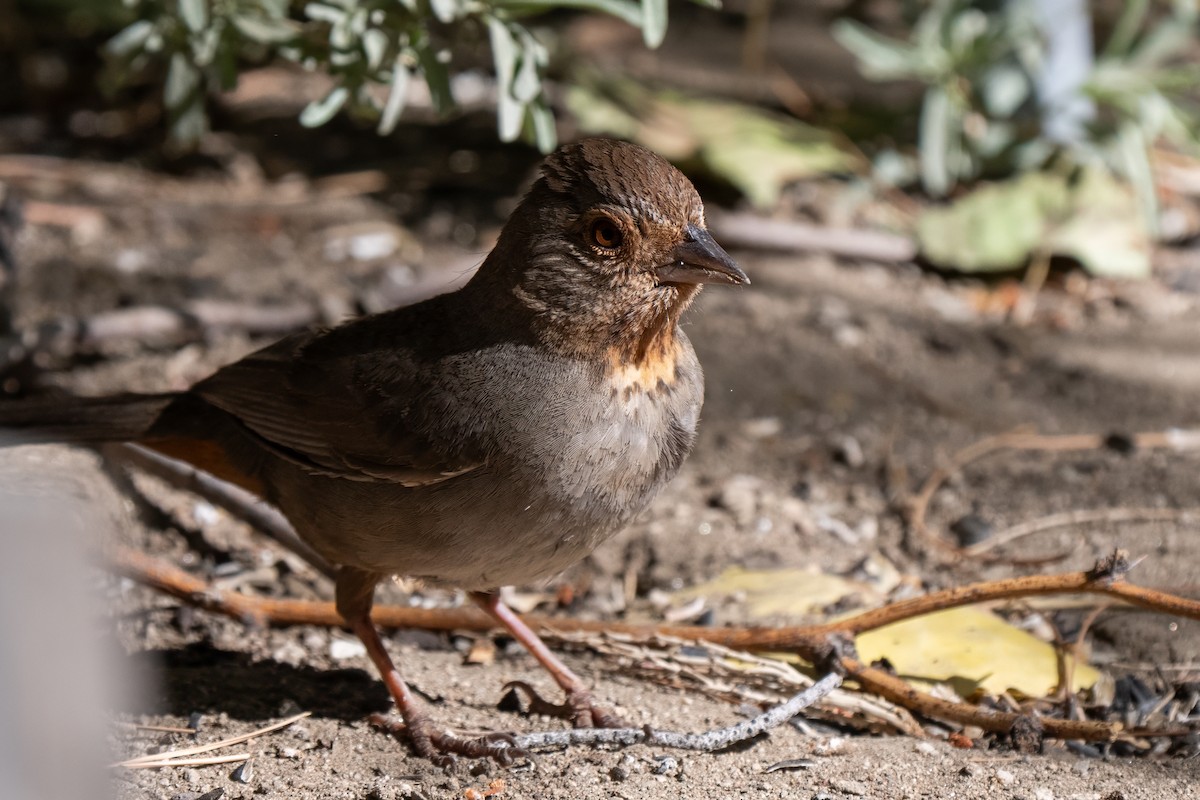 California Towhee - ML641037009