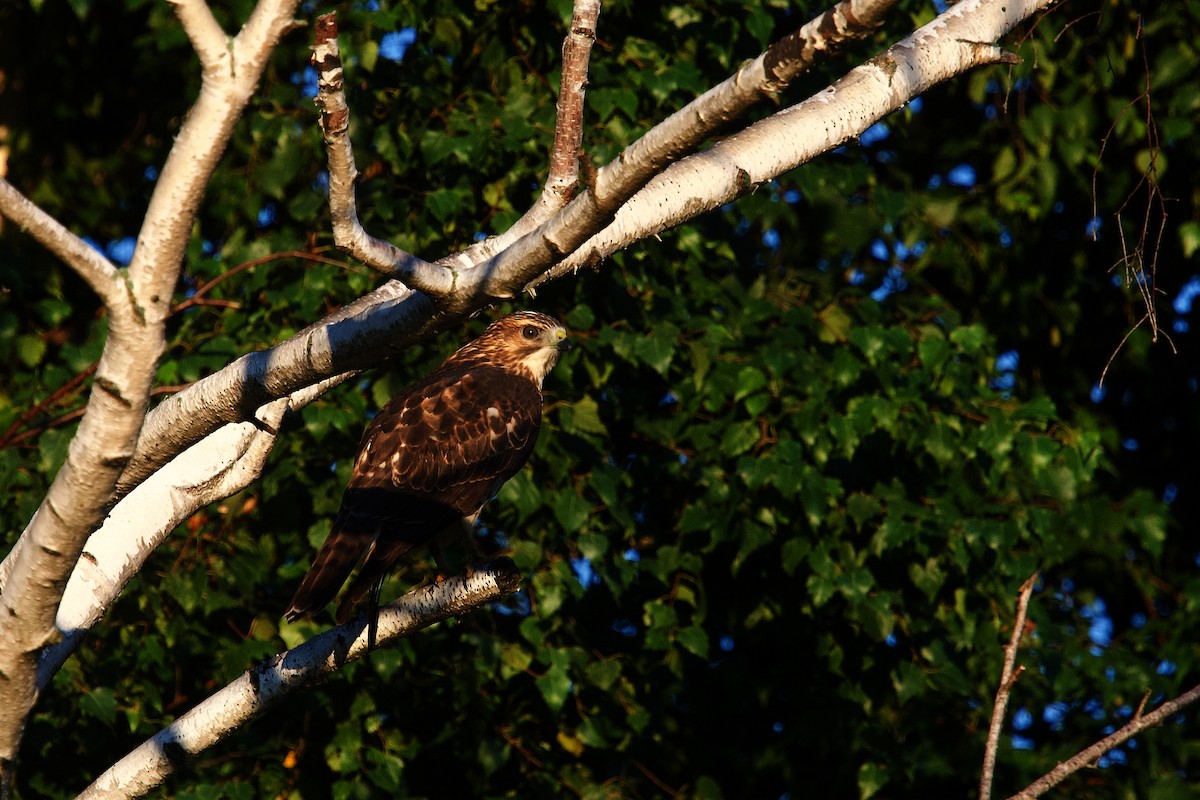 Broad-winged Hawk - ML641037014