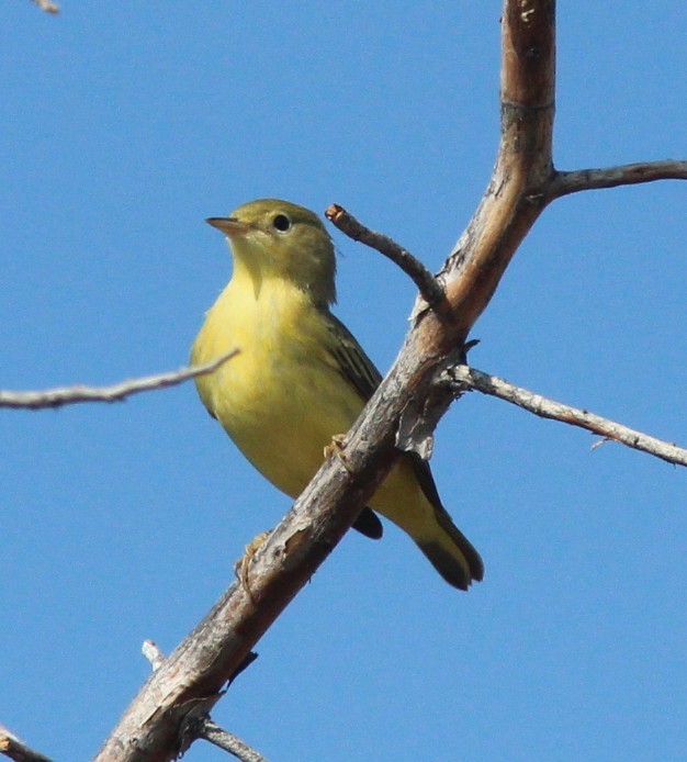 Yellow Warbler - ML641037019