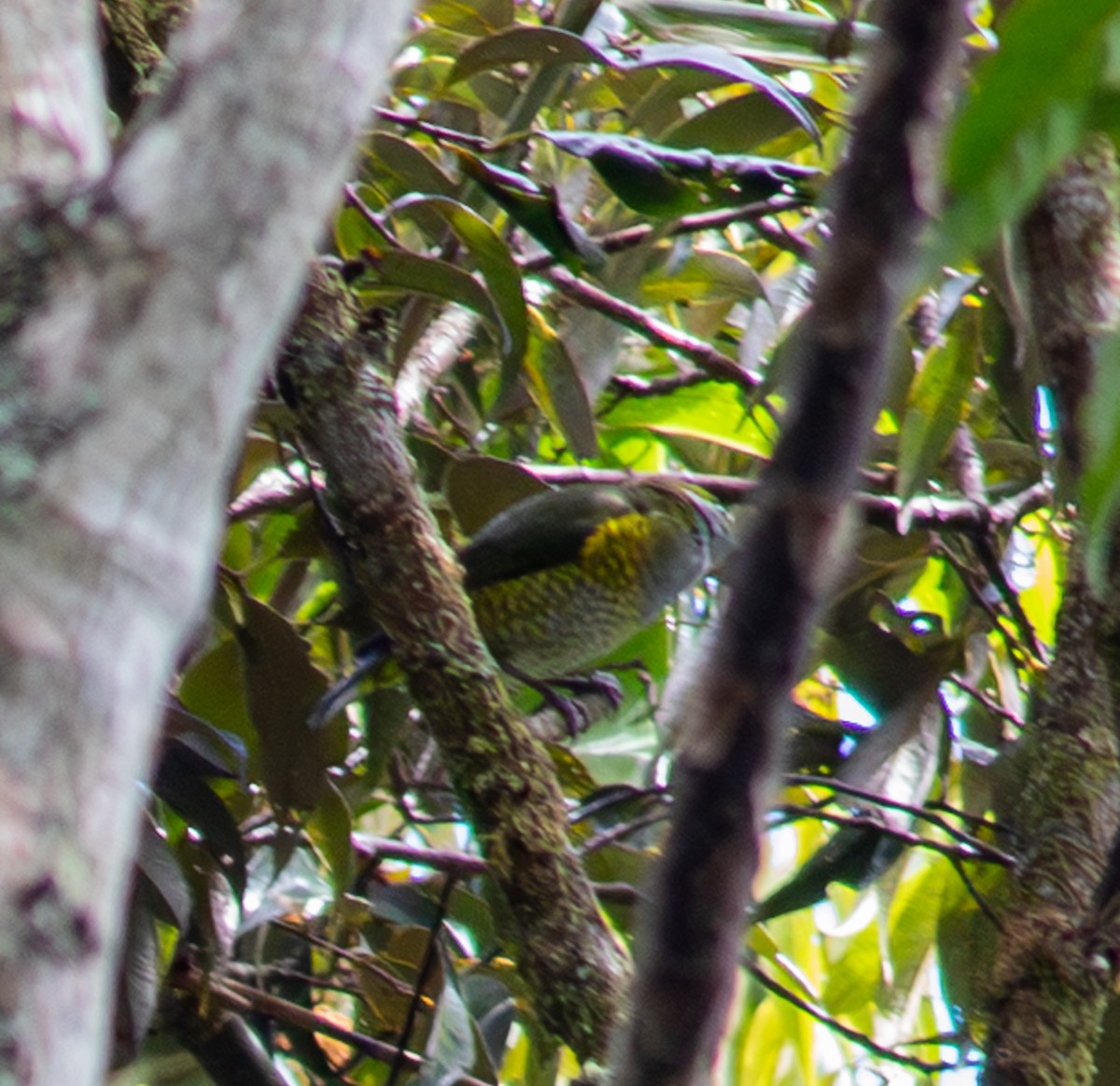 Tit Berrypecker - ML641037026