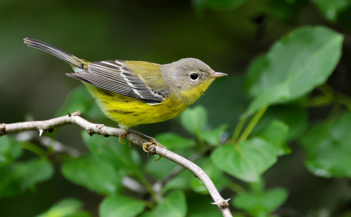 Magnolia Warbler - ML641037028