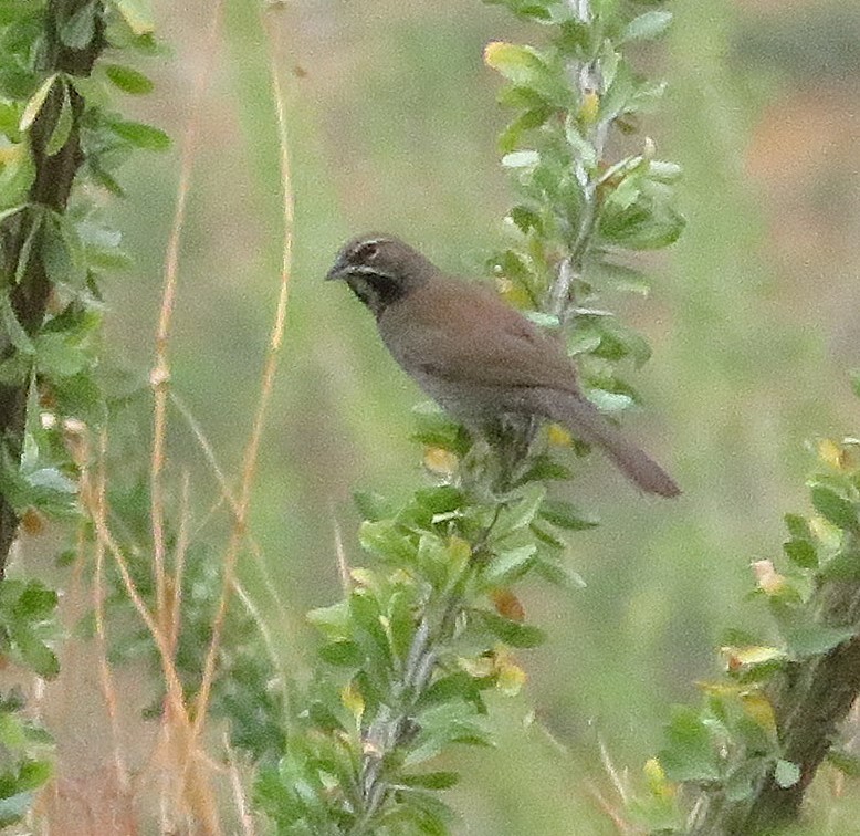 Five-striped Sparrow - ML641037033