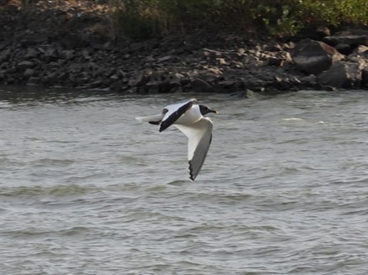 Sabine's Gull - ML641037042