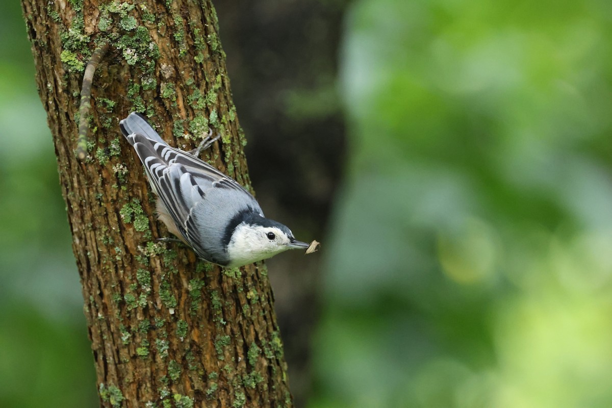 White-breasted Nuthatch - ML641037059