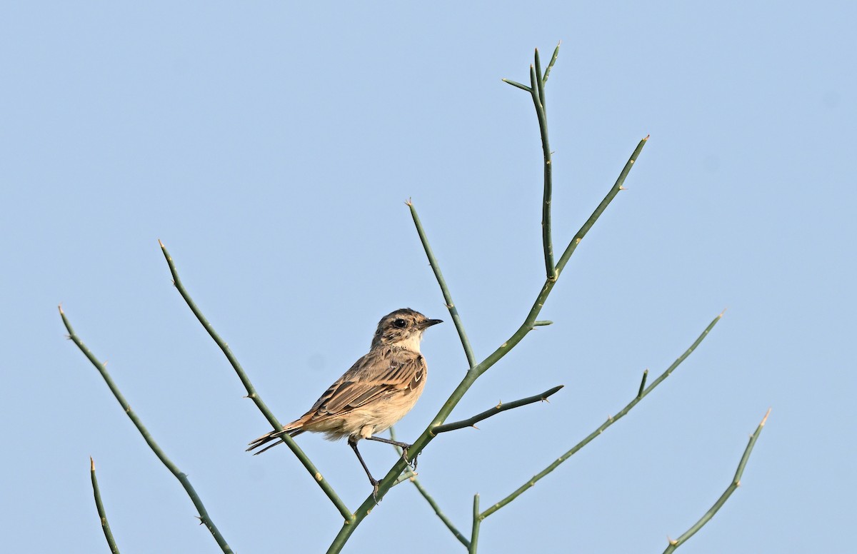 White-browed Bushchat - ML641037067