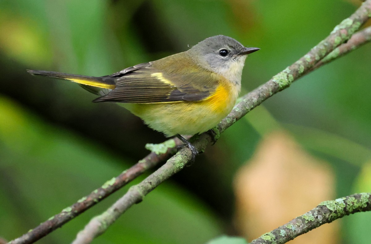 American Redstart - ML641037091