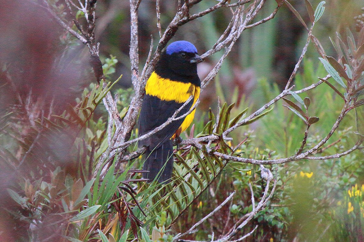 Golden-backed Mountain Tanager - ML641037092