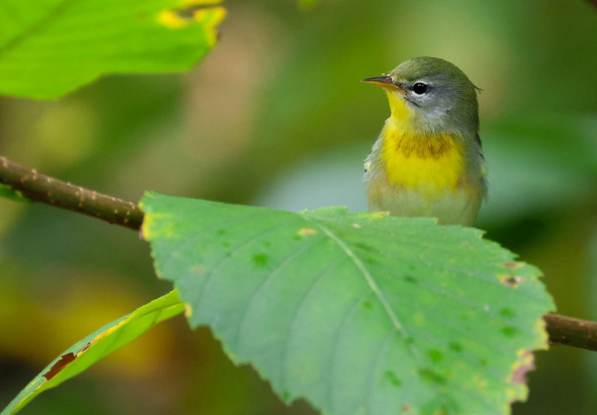 Northern Parula - ML641037110