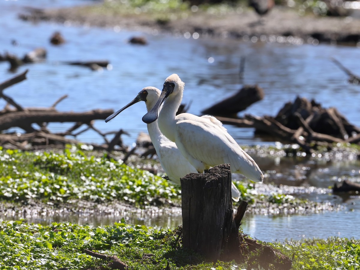 Royal Spoonbill - ML641037125
