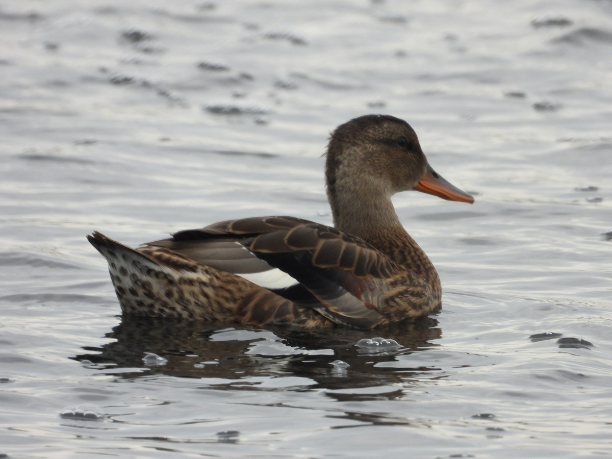 Gadwall - ML641037127
