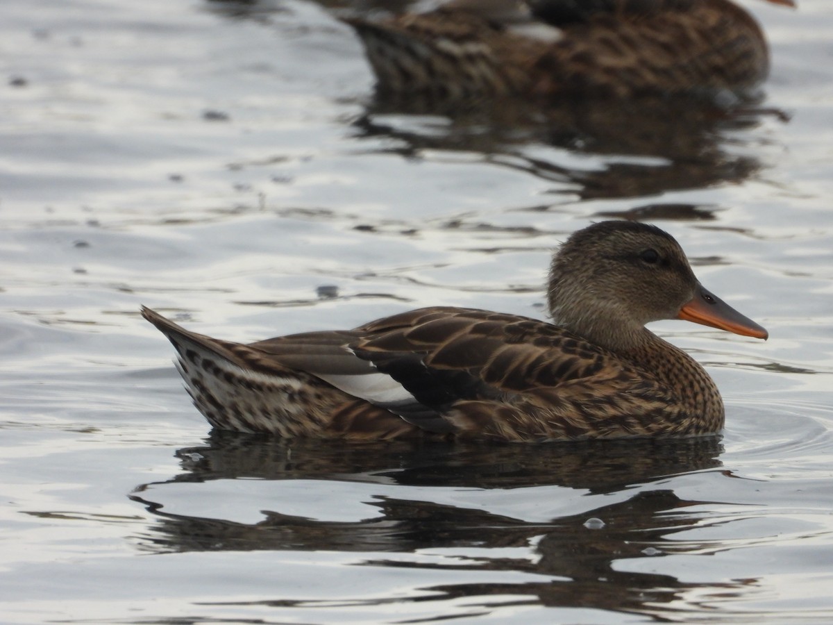 Gadwall - ML641037128