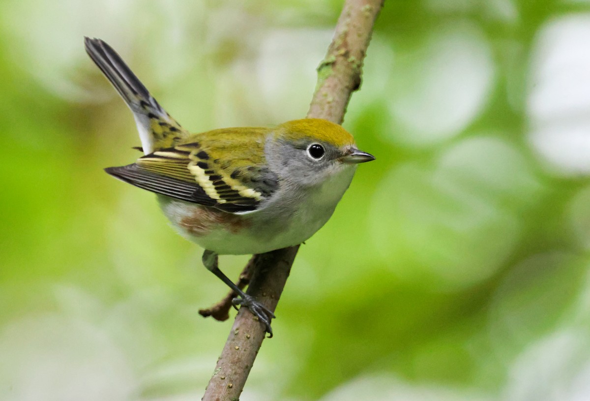 Chestnut-sided Warbler - ML641037131