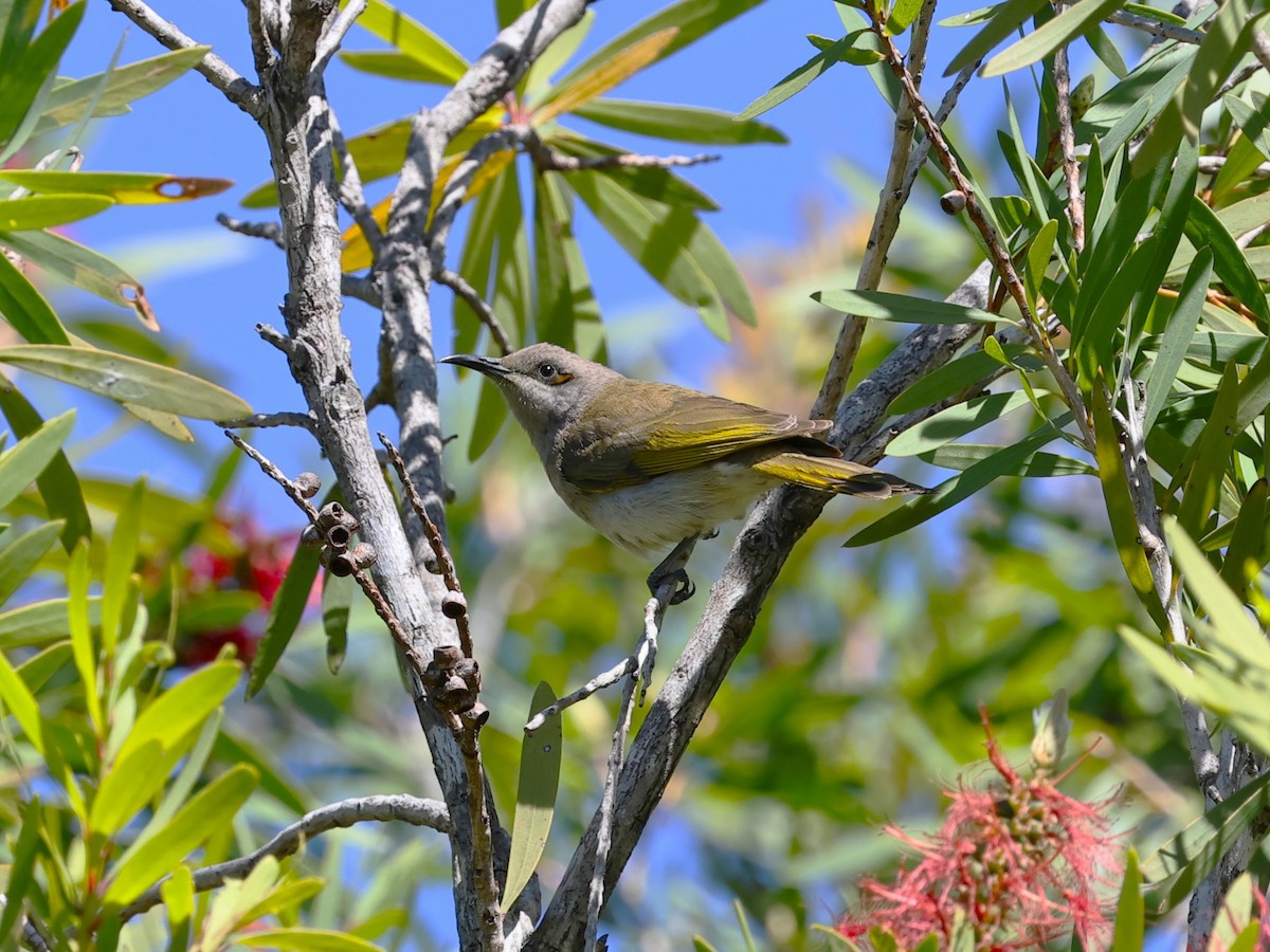 Brown Honeyeater - ML641037147