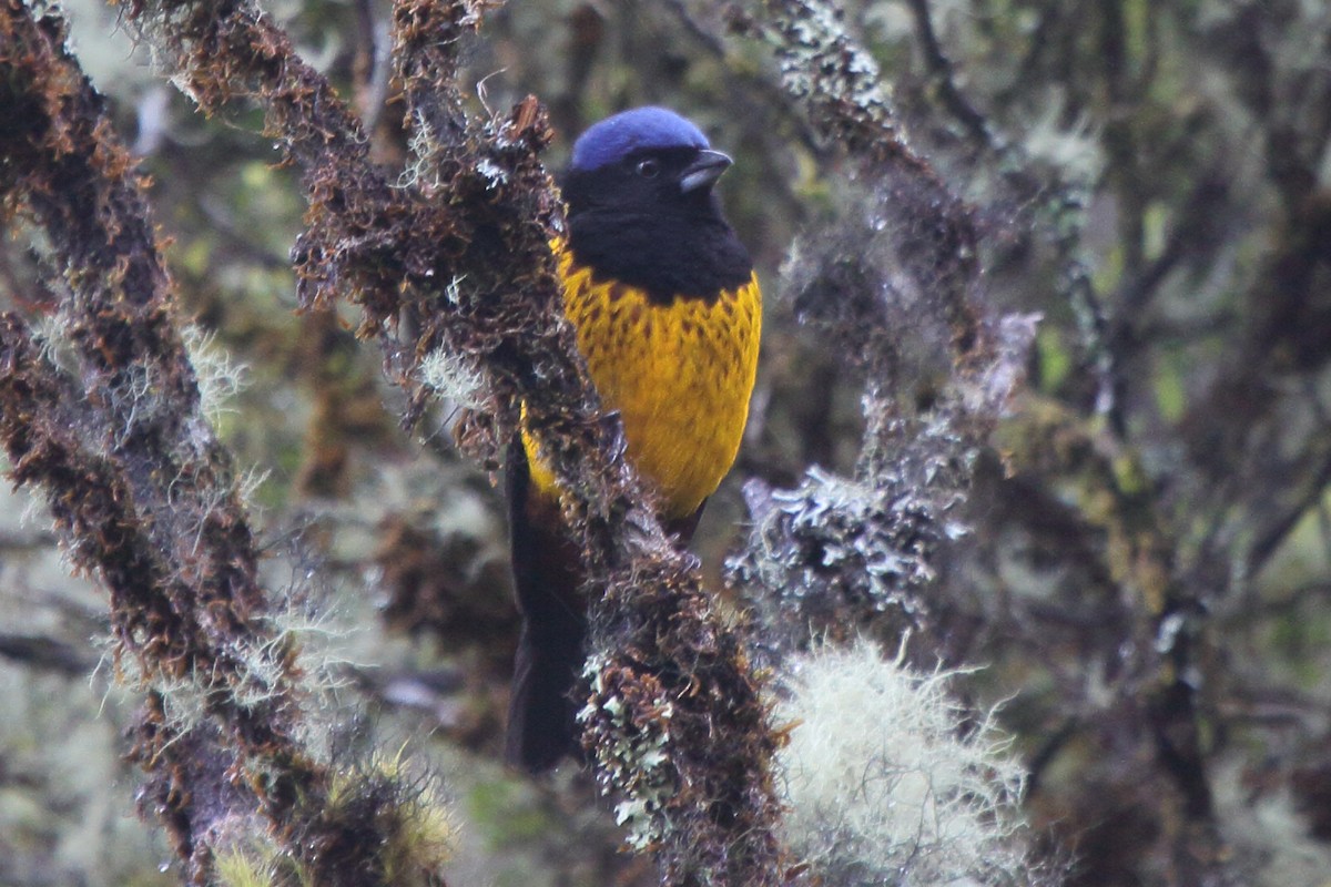 Golden-backed Mountain Tanager - ML641037151