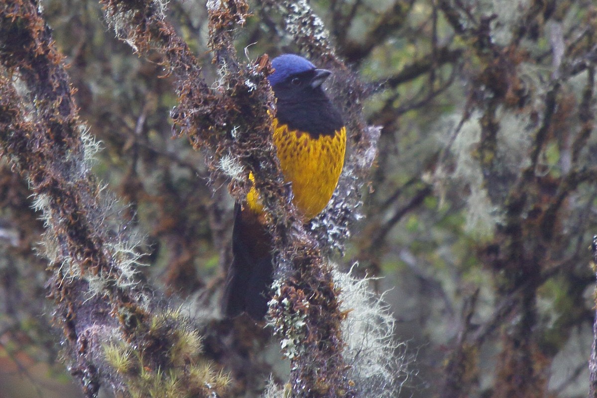 Golden-backed Mountain Tanager - ML641037152